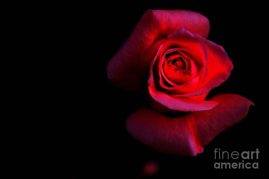 Rose Photograph - Glow in the Dark by Clare Bevan