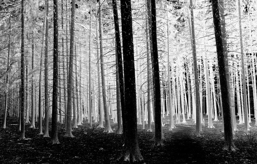 Black And White Photograph - Glow in the Forest by Rosanne Jordan