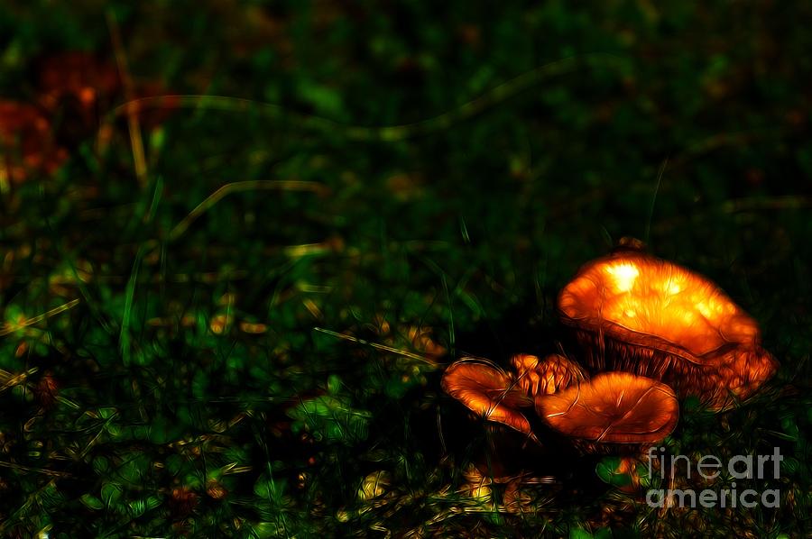 Nature Photograph - Glow Mushrooms by Matthew Naiden