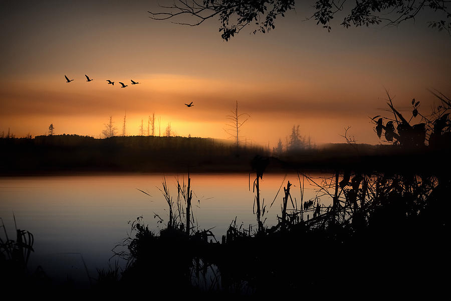 Geese Photograph - Glow of the Forest by Gary Smith