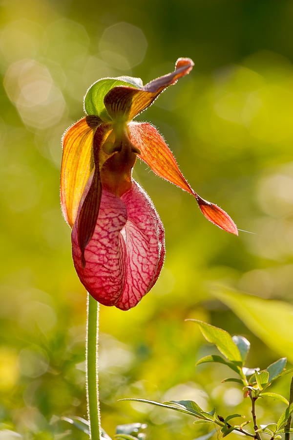 Glow Pink Ladys Slipper Orchid Photograph by Jeff Sinon