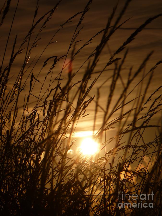Sunset Photograph - Glow Through The Grass by Vicki Spindler