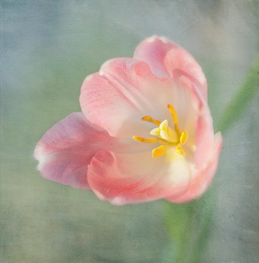Nature Photograph - Glow Within-Pink Tulip by Kim Hojnacki