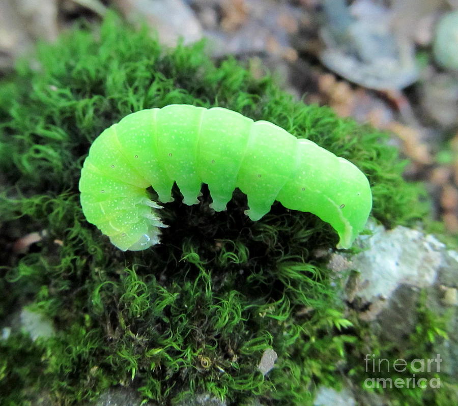 download blue glow worm