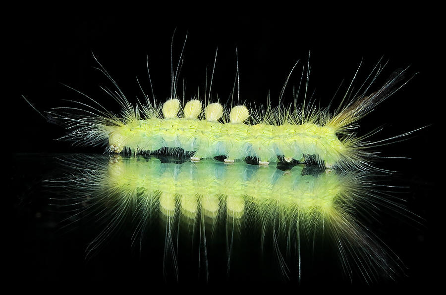 Glow Worm... Photograph by Tammy Schneider