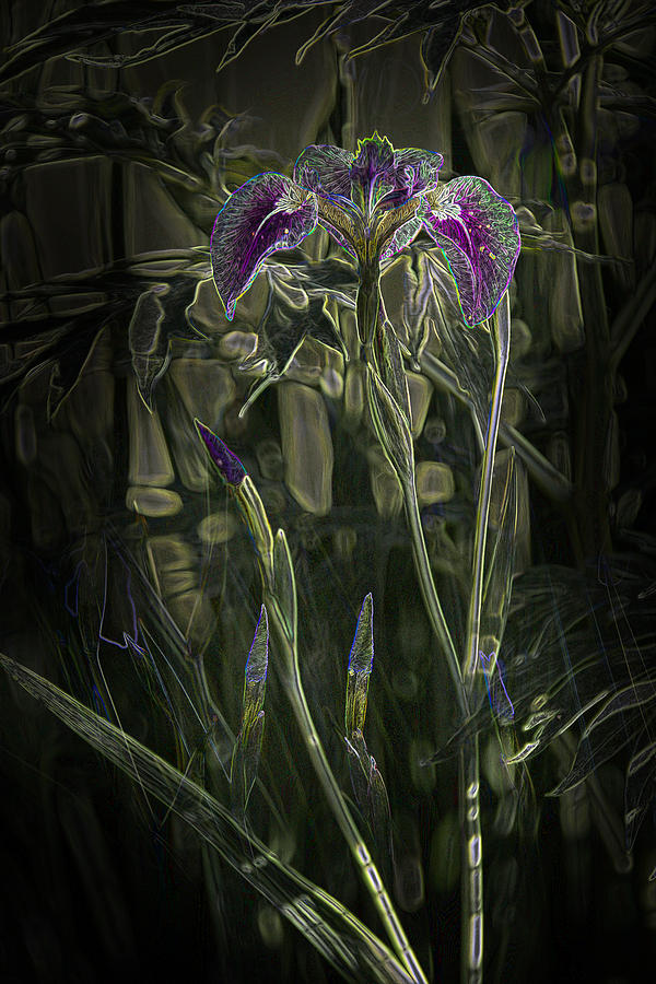 Glowing Alaskan Irises Photograph by Penny Lisowski