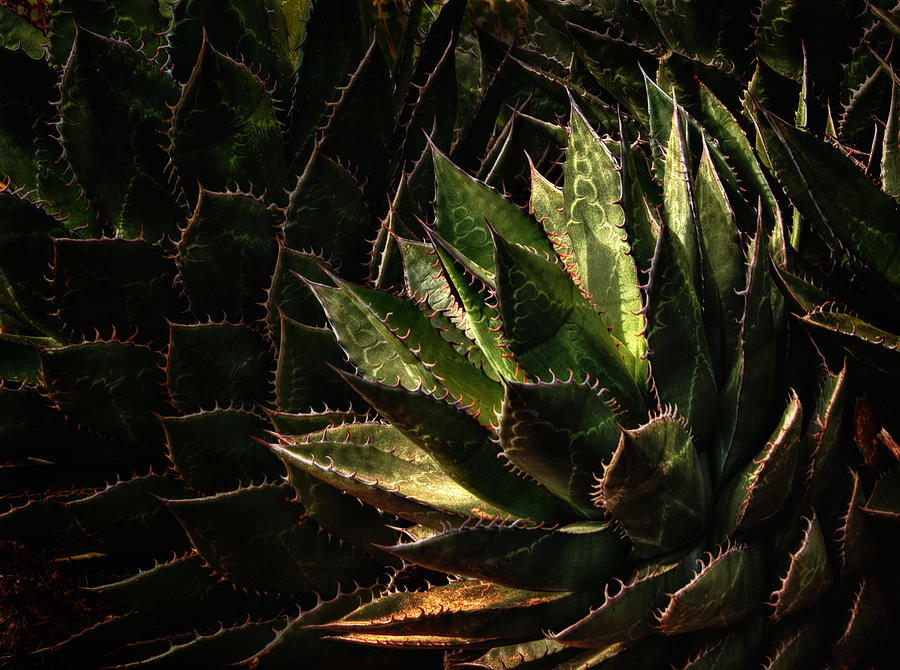 Glowing Aloe Photograph by Mary Jo Allen
