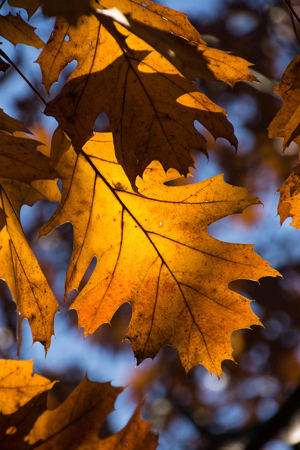 Fall Photograph - Glowing Autumn - Oak Leaf by Georgia Mizuleva
