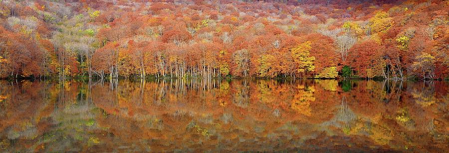 Tree Photograph - Glowing Autumn by Sho Shibata