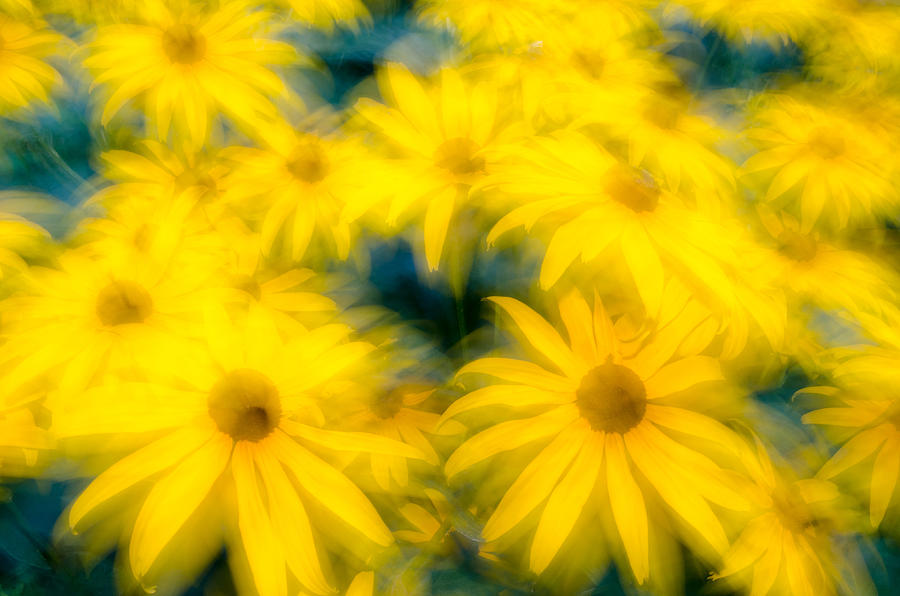 Glowing Blossoms Black Eyed Susans Photograph by Rob Huntley