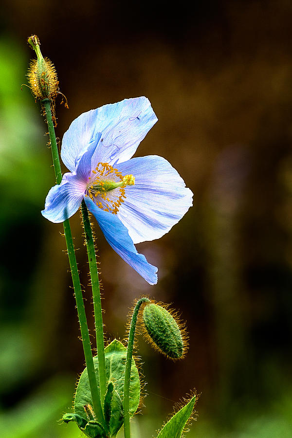 Glowing Blue Poppy Photograph by Marion McCristall