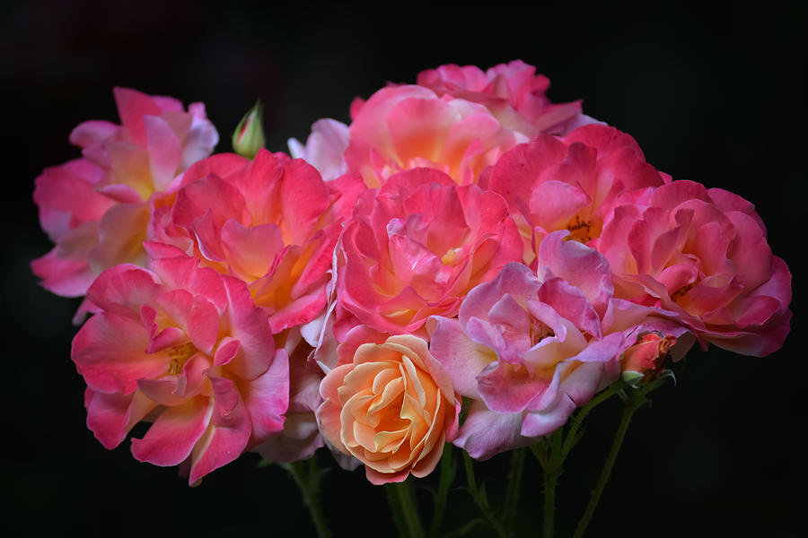 Glowing Bouquet II Photograph by Ronda Broatch