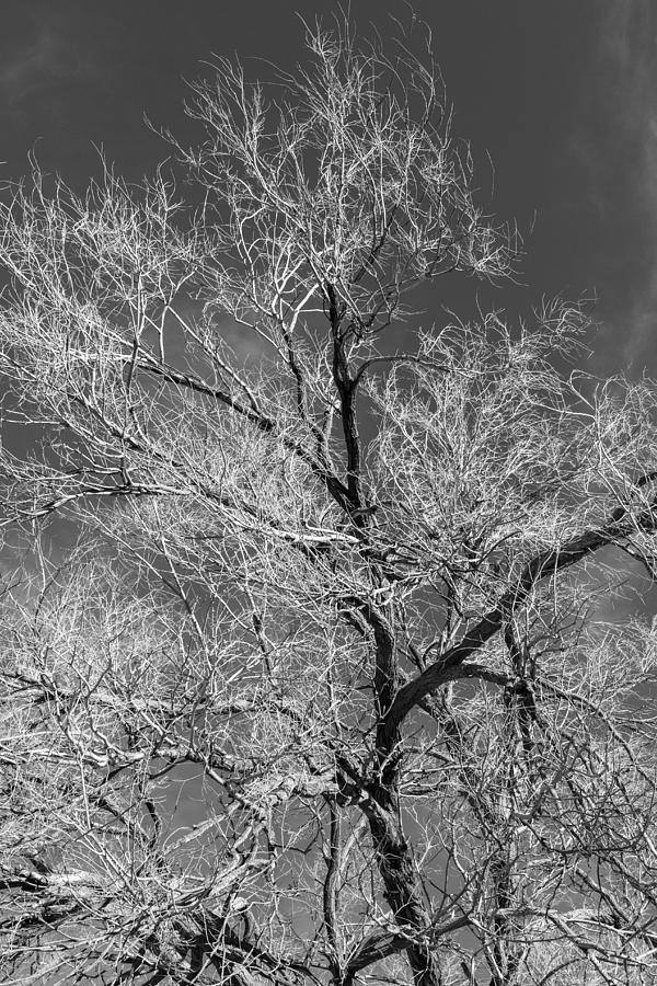 Abstract Photograph - Glowing Branches by Denise Dube