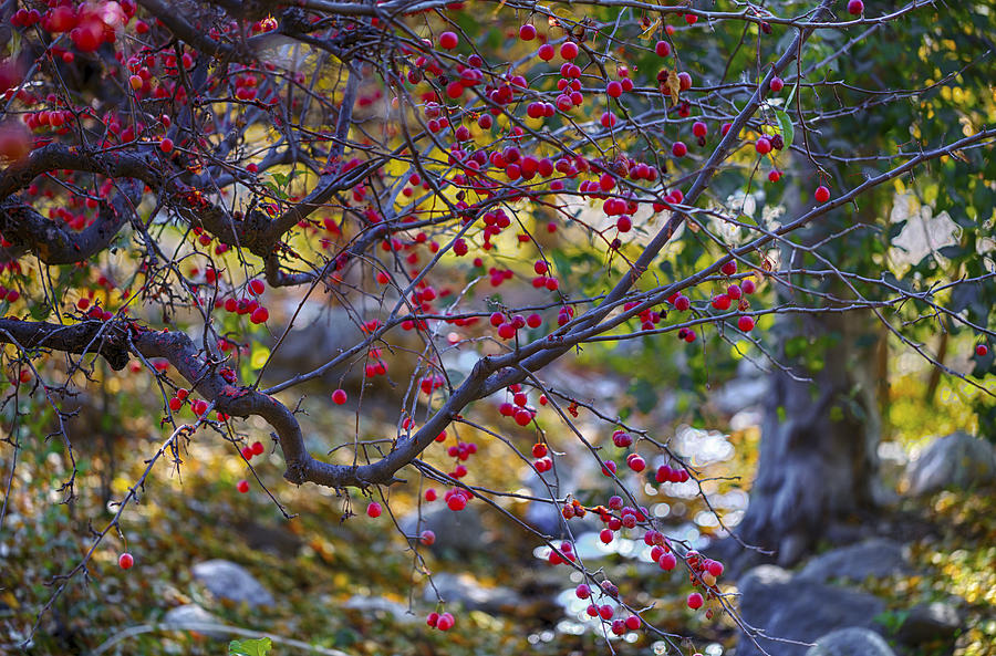 Fall Photograph - Glowing Branches by Scott Campbell