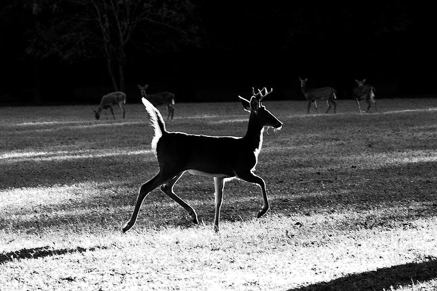 Glowing Buck Photograph by Lorna Rose Marie Mills DBA  Lorna Rogers Photography