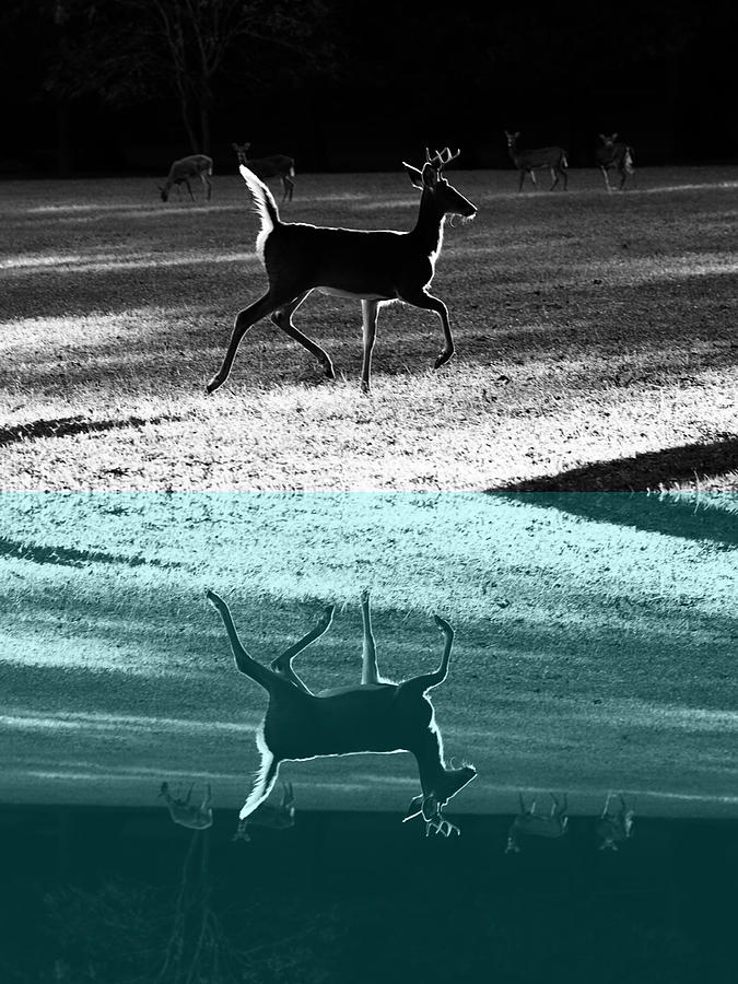 Glowing Buck Reflection Photograph by Lorna Rose Marie Mills DBA  Lorna Rogers Photography