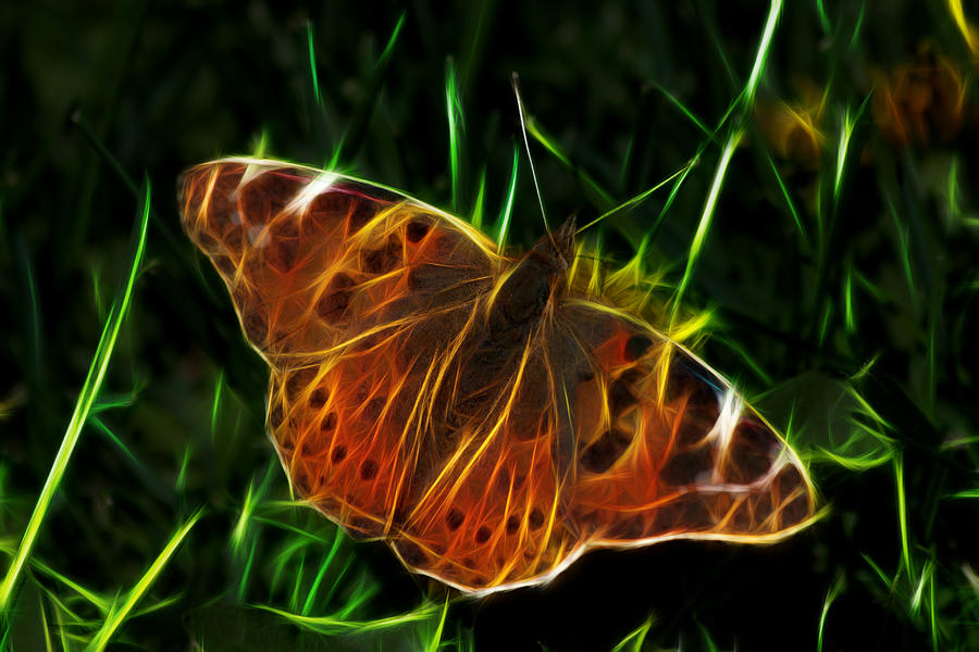 Glowing Butterfly Photograph by Shane Bechler