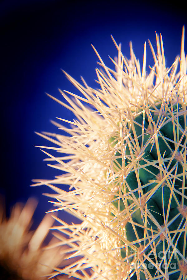 Glowing Cactus Photograph by Mariola Bitner