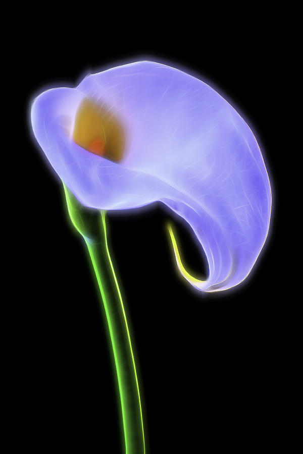 Flower Photograph - Glowing Calla Lily by Garry Gay