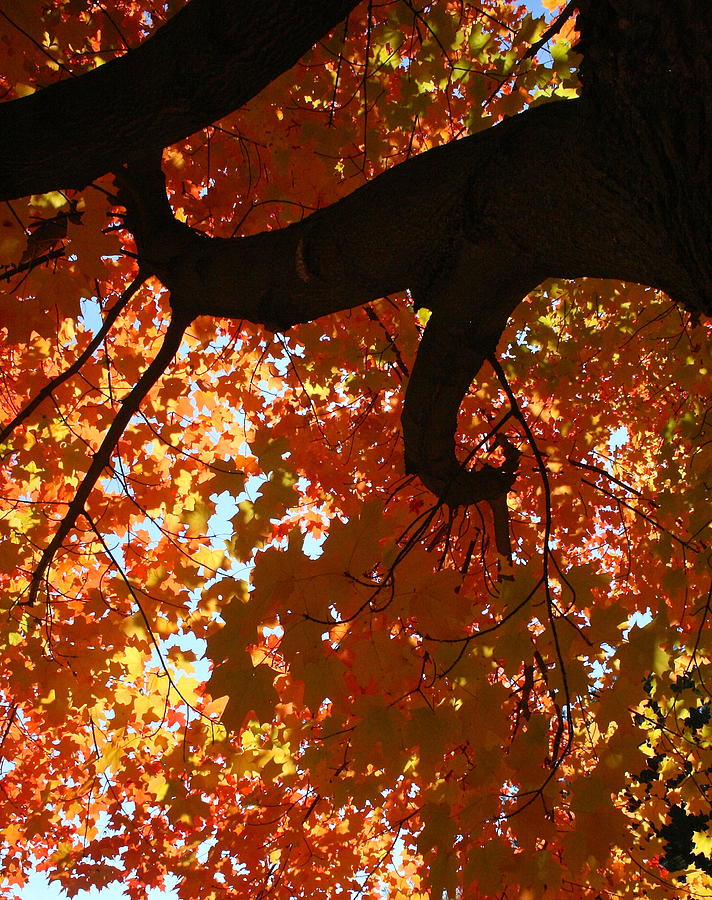 Fall Photograph - Glowing Canopy by Melany Raubolt