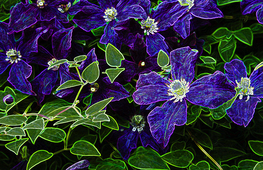 Glowing Clematis Photograph by Penny Lisowski