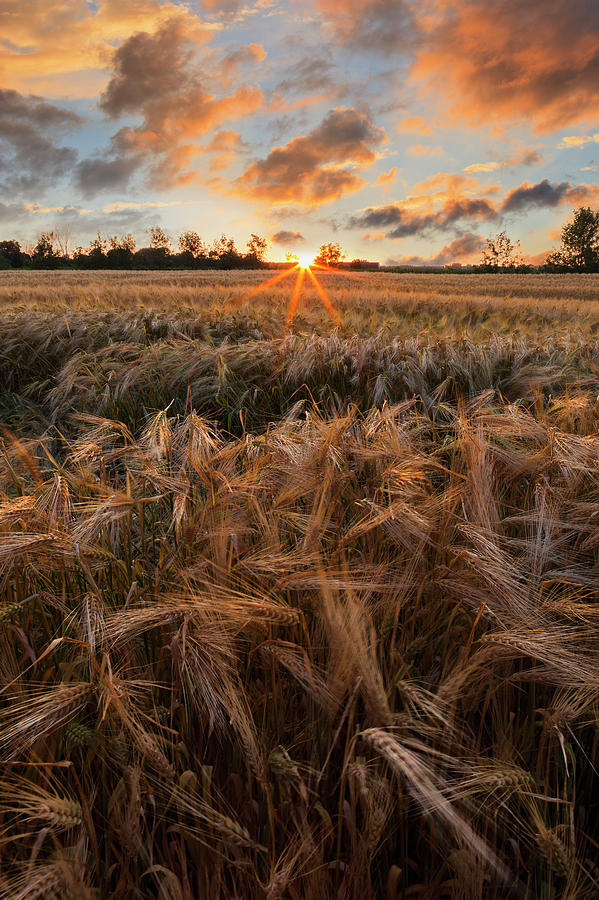 Glowing Clouds At Sunset Over A Barley Photograph by Yves Marcoux
