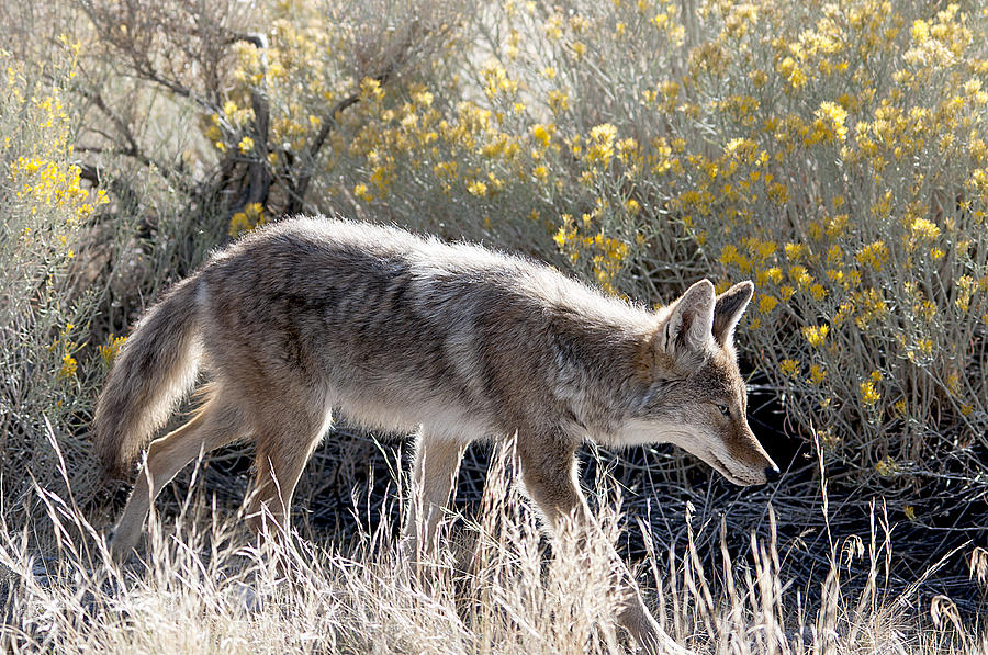 Large Game Photograph - Glowing Coyote  by Eric  Nelson 