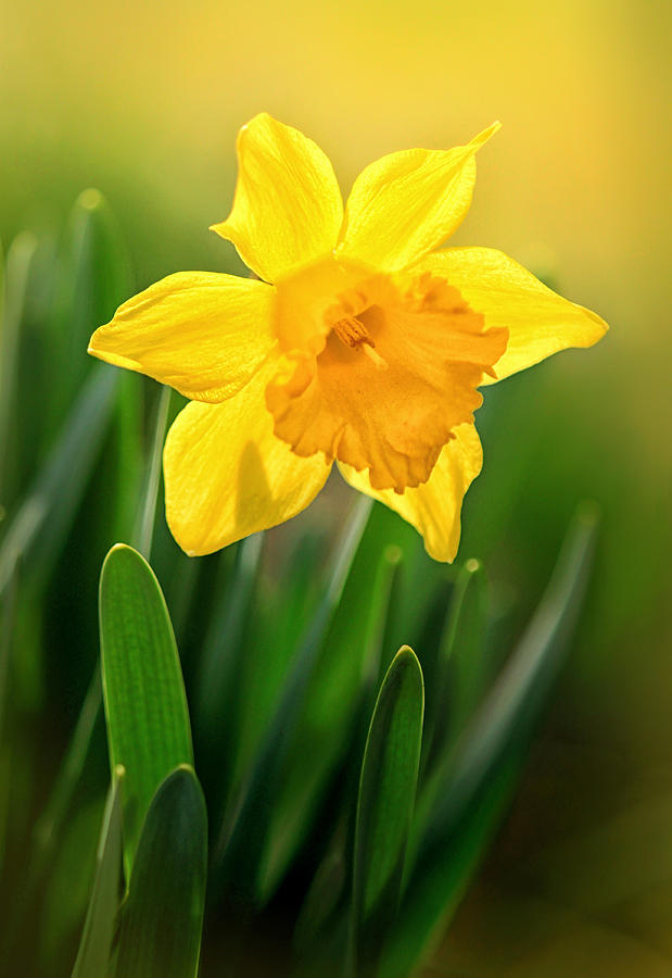 Spring Photograph - Glowing Daffodil by Carolyn Derstine