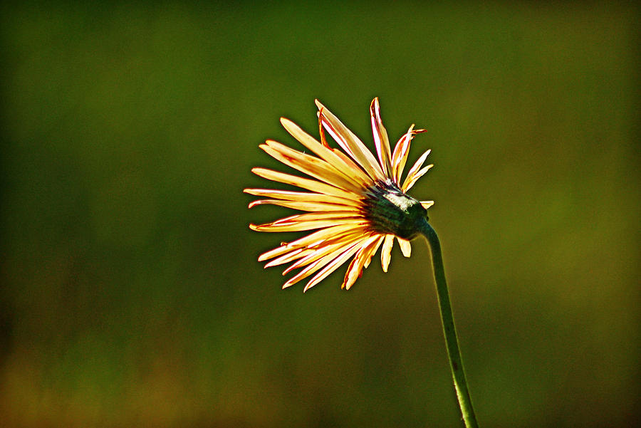 Glowing Daisy Photograph by Linda Brown