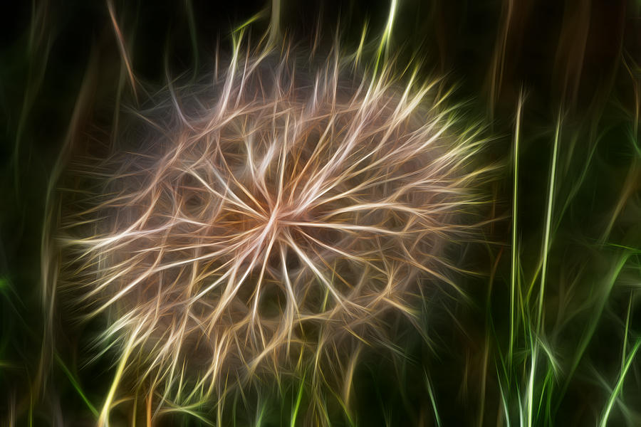 Glowing Dandelion Photograph by Shane Bechler
