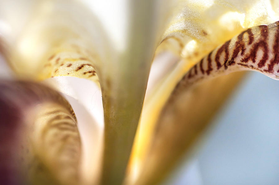 Glowing Details. Macro Iris Series Photograph by Jenny Rainbow