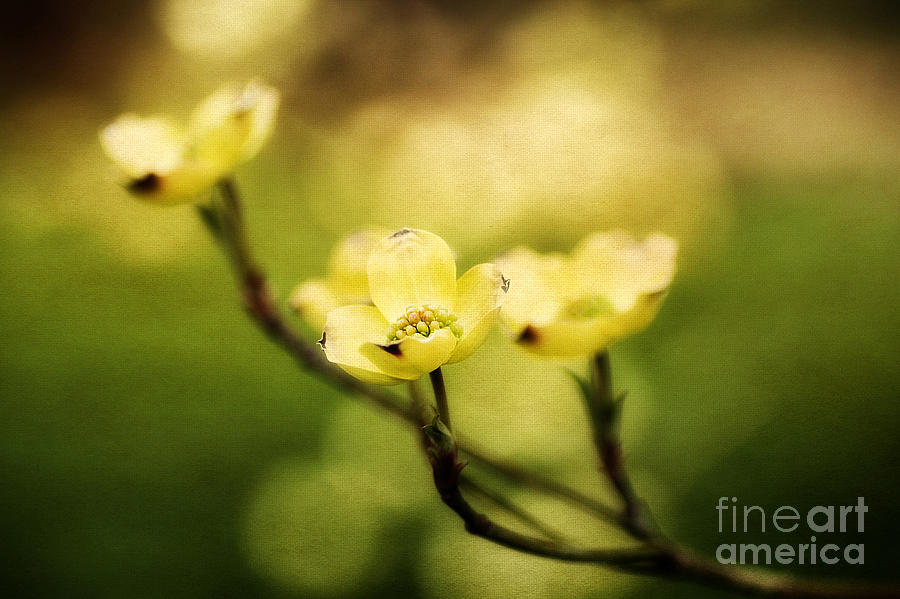 Spring Photograph - Glowing Dogwood by Darren Fisher