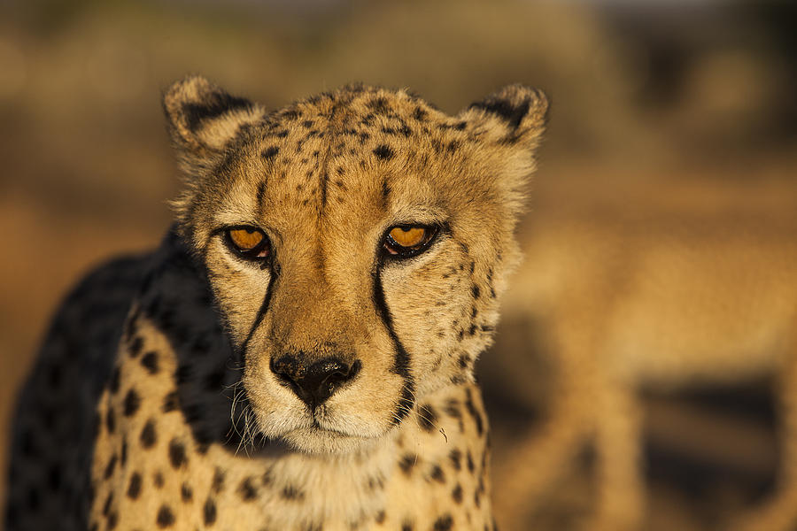 Glowing Cheetahs Backgrounds