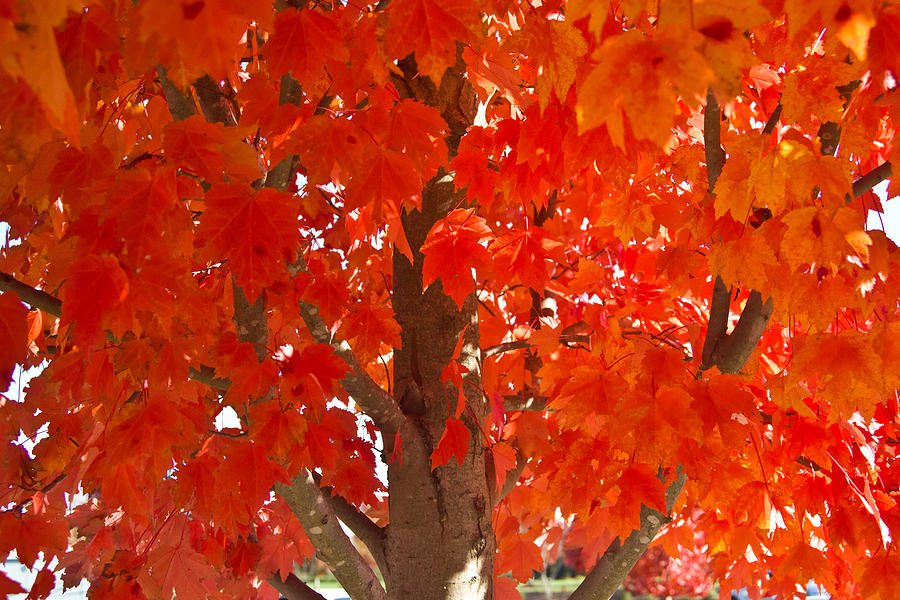 Fall Photograph - Glowing Fall Maple Colors 2 by Douglas Barnett