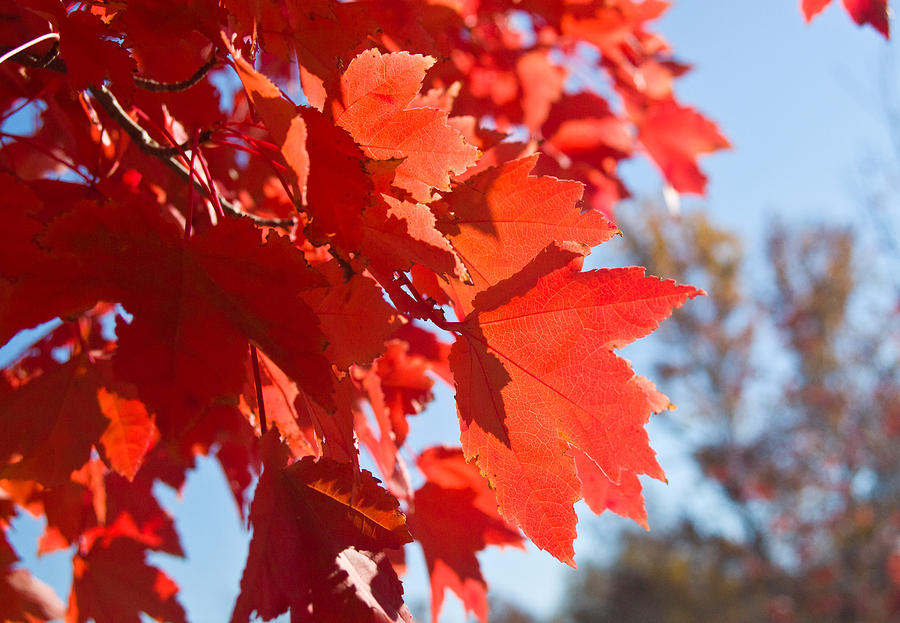 Glowing Fall Maple Colors 4 Photograph by Douglas Barnett