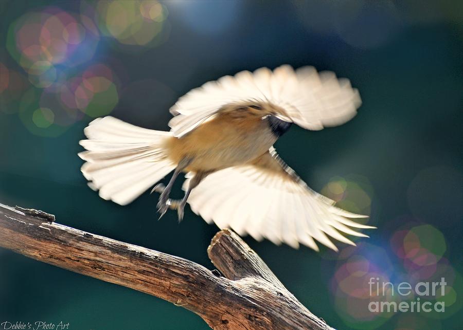 Glowing Feathers Chickadee Photograph by Debbie Portwood