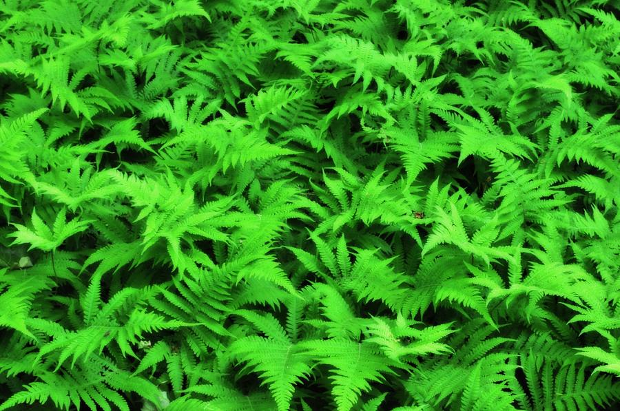 Glowing Ferns Photograph by Kathryn Lund Johnson