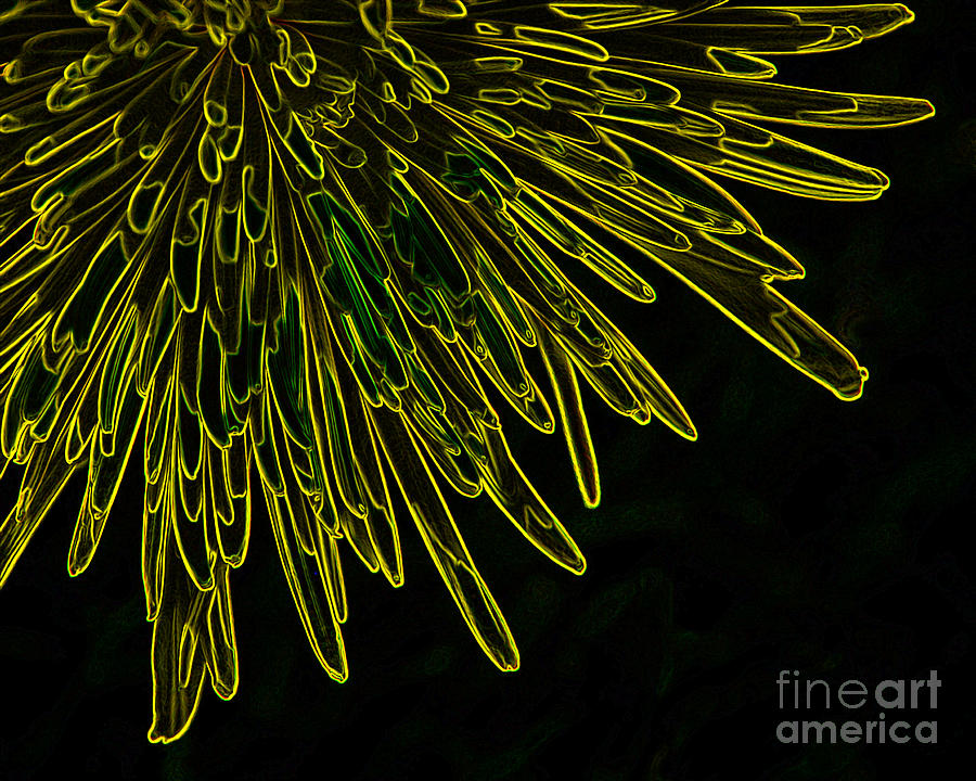 Glowing Flower Photograph by Grace Grogan