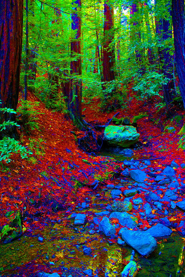 Glowing Forest Photograph by Ben Upham III