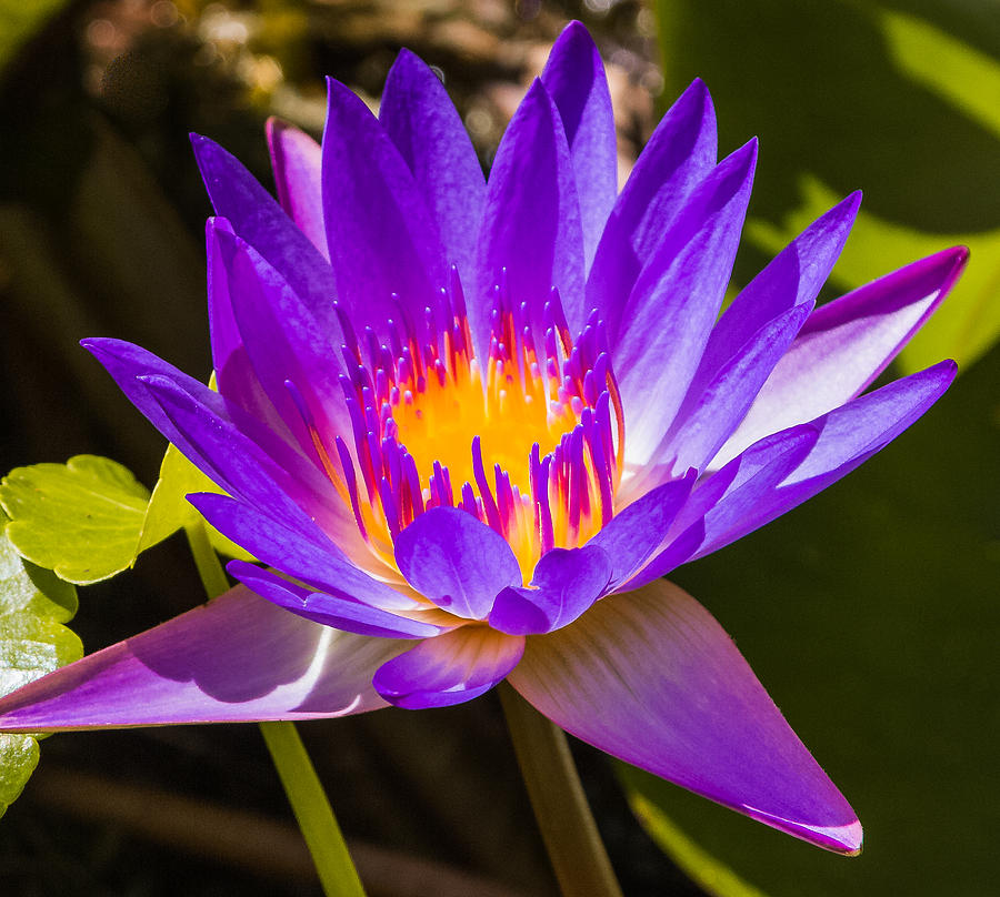 Lily Photograph - Glowing from within by Jane Luxton
