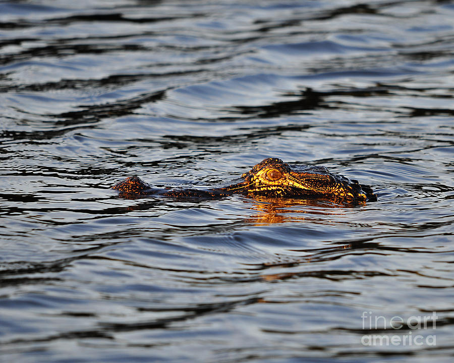 Glowing Gator Photograph by Al Powell Photography USA