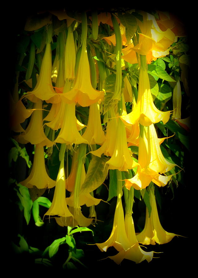 Glowing Golden Angel Trumpets Photograph by Carla Parris