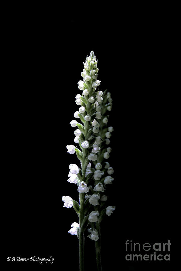 Orchid Photograph - Glowing Goodyera pubescens by Barbara Bowen