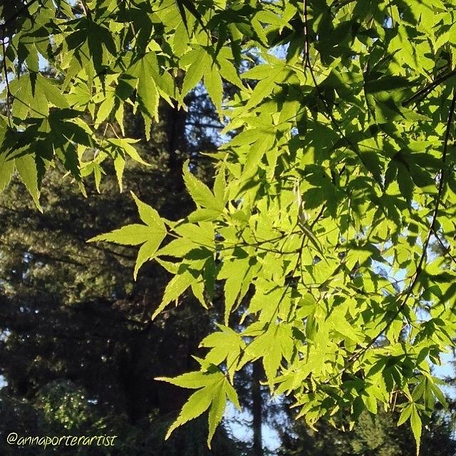 Tree Photograph - Glowing Greens My Favorite Maple Tree by Anna Porter