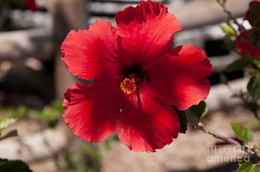 The  Glowing Heart of a Hibiscus Photograph by Brenda Kean