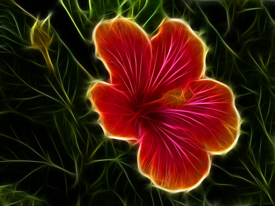 Glowing Hibiscus Photograph by Shane Bechler
