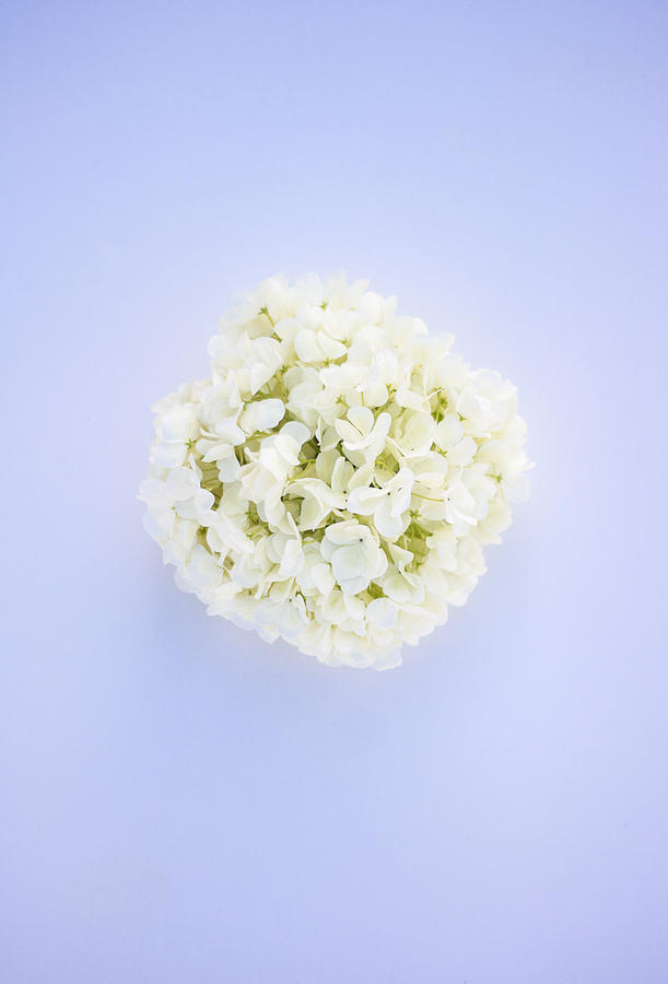 Glowing Hydrangea Photograph by Parker Cunningham