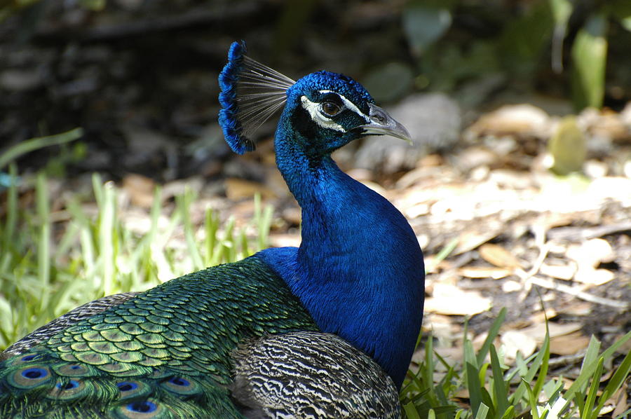 Glowing in Blue Photograph by Carol Unglaub - Fine Art America