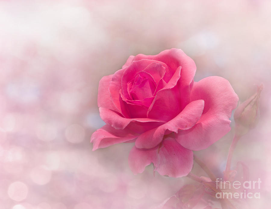 Glowing In Pink Photograph by Sari ONeal