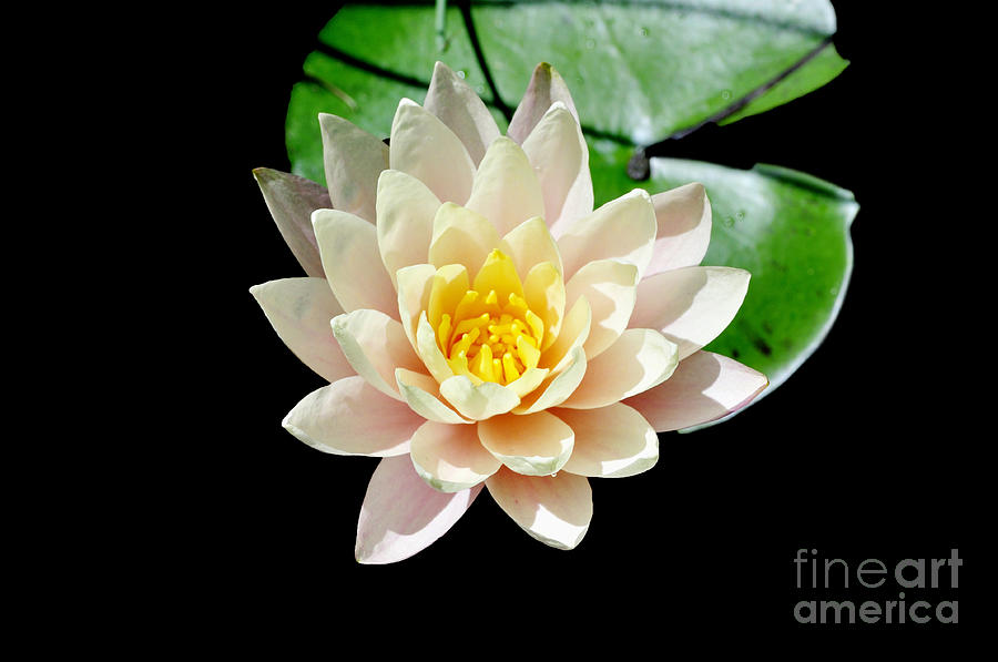 Lily Photograph - Glowing in the Dark by Diana Vitoshka